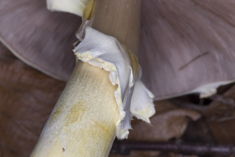 Agaricus sylvicola (Vittadini) Saccardo ???